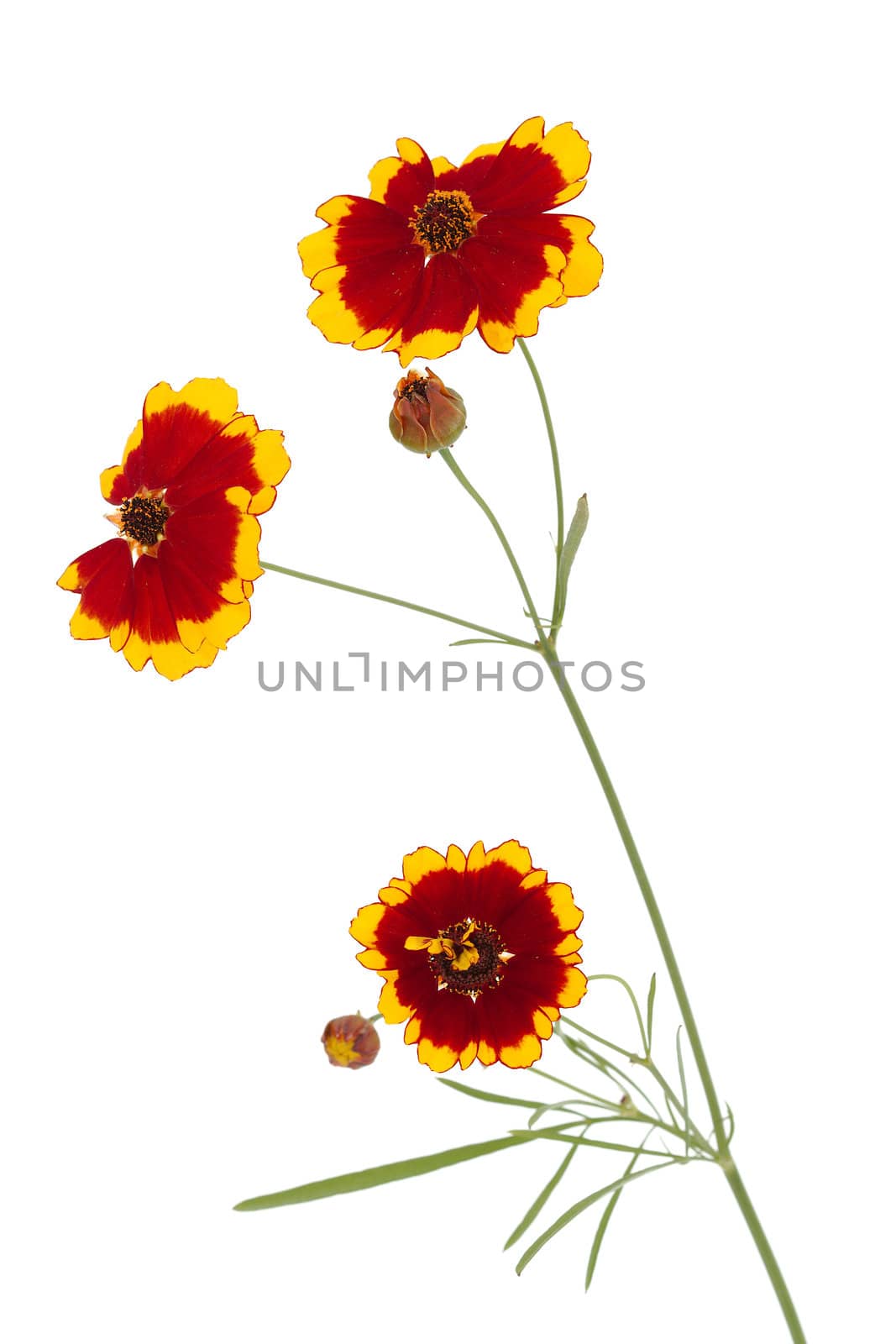 Flowers of coreopsis (Lat. Coreopsis drummondii), isolated on a white background