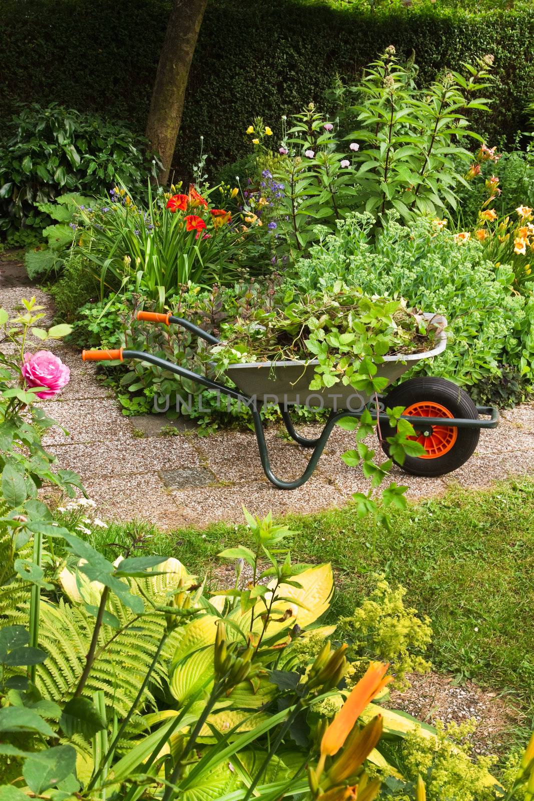 Summer garden with flowers and wheelbarrow by Colette