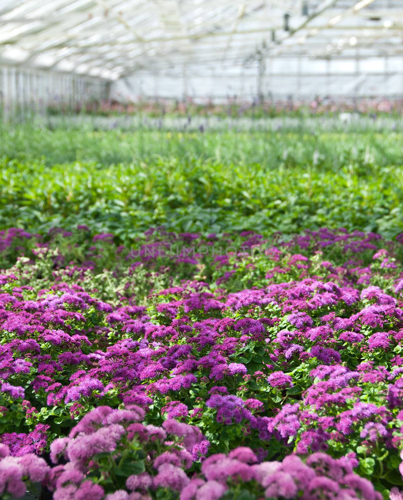 Flower nursery. Purple blooming in a greenhouse.