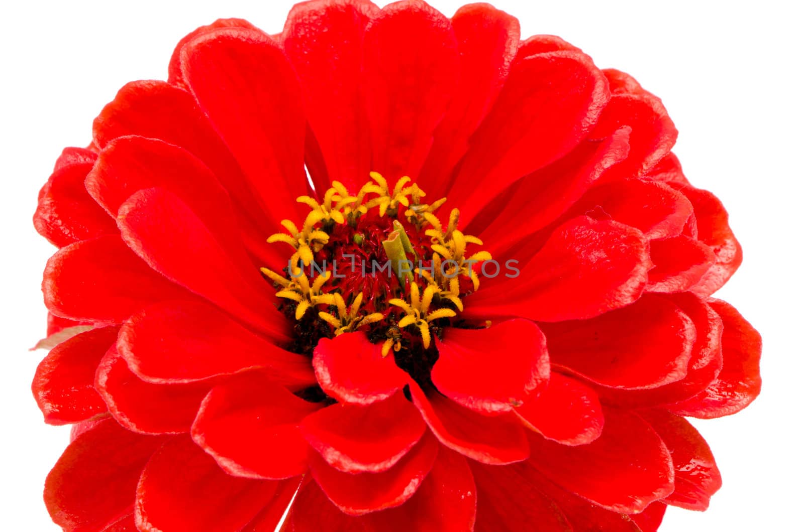 Closeup of red zinnia violacea flower isolated on white background.