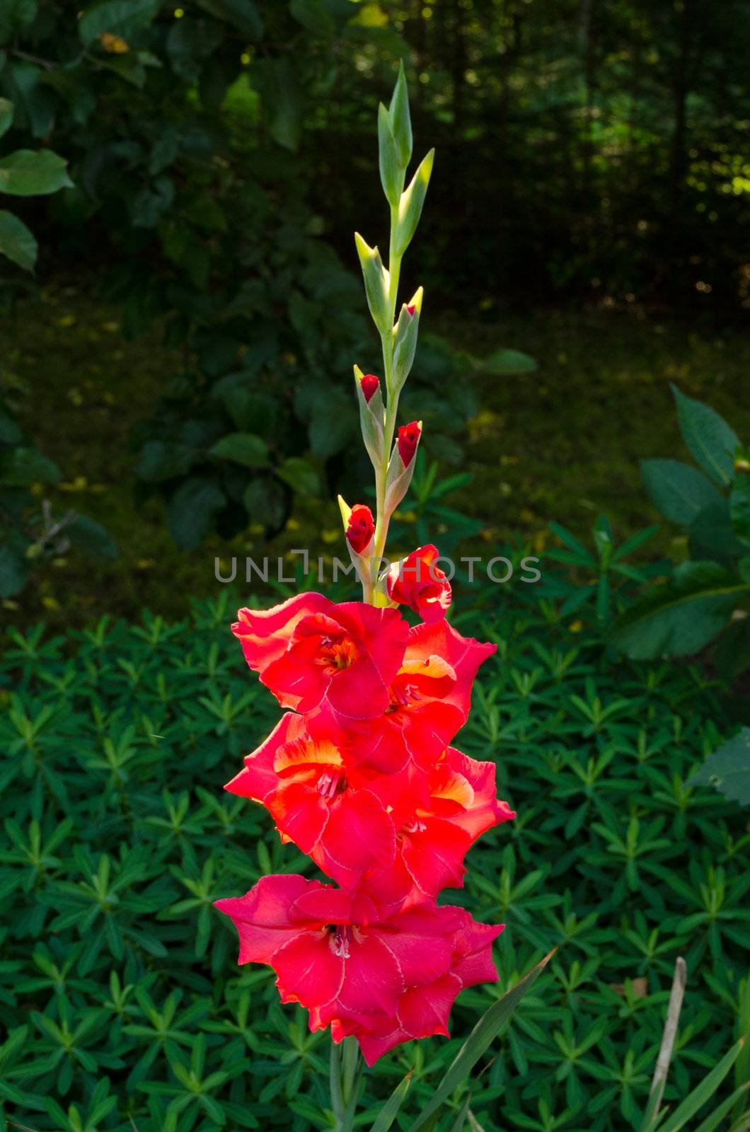 Red gladiolus flower sunlit morning sun and other garden flora on background.