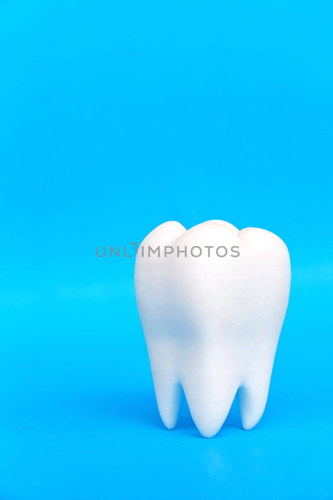 Molar,dental concept by ponsulak