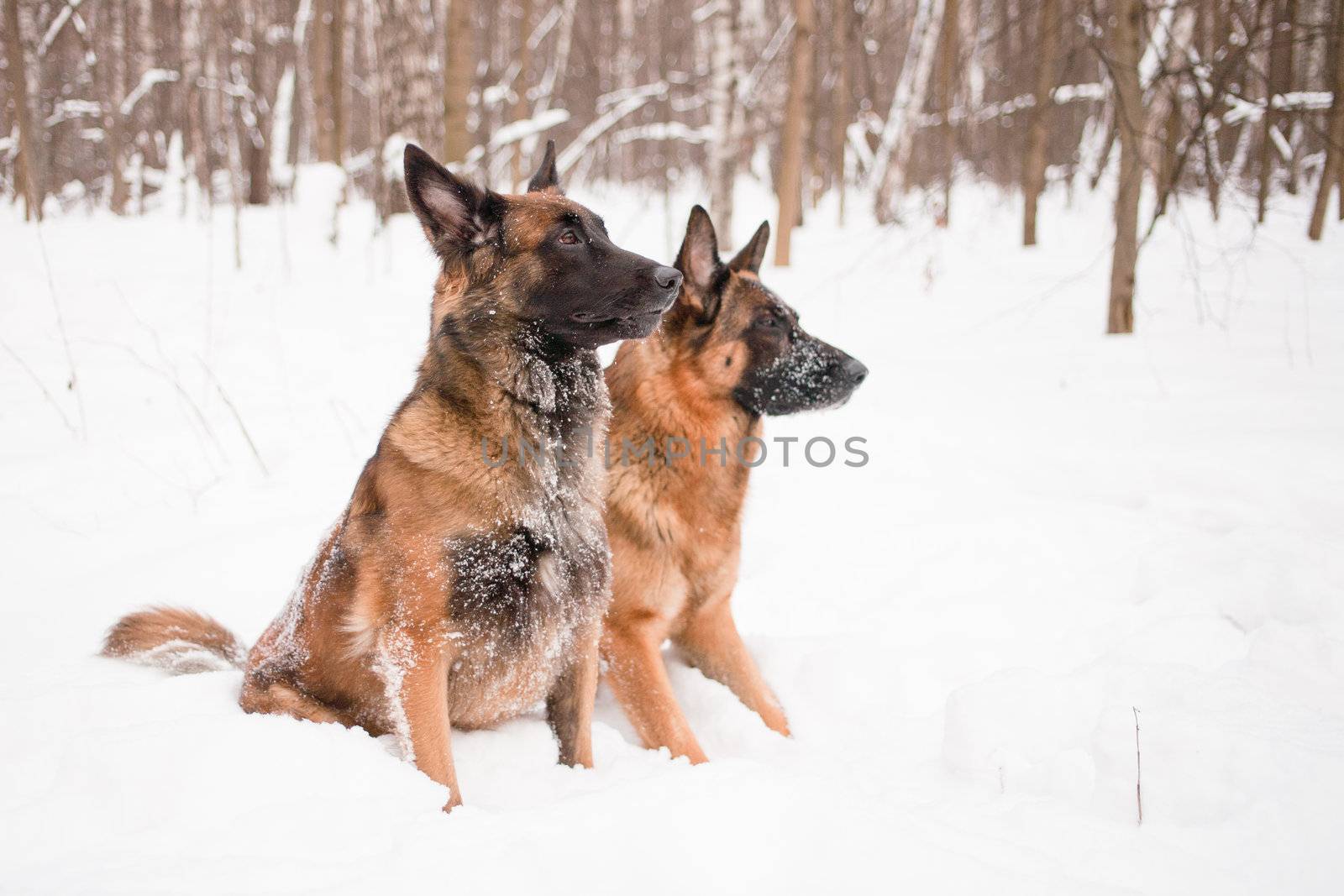 A belgian and a german shepherds sitting in snow
