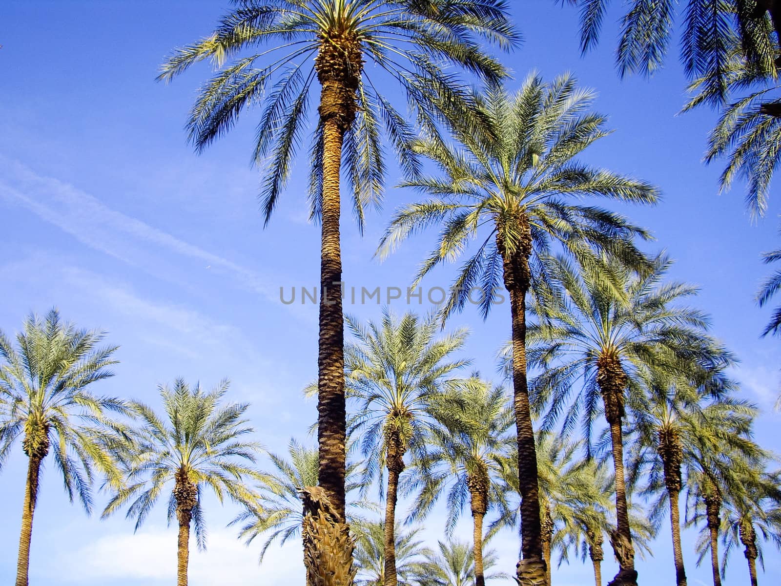 bright palm trees on blue sky California
