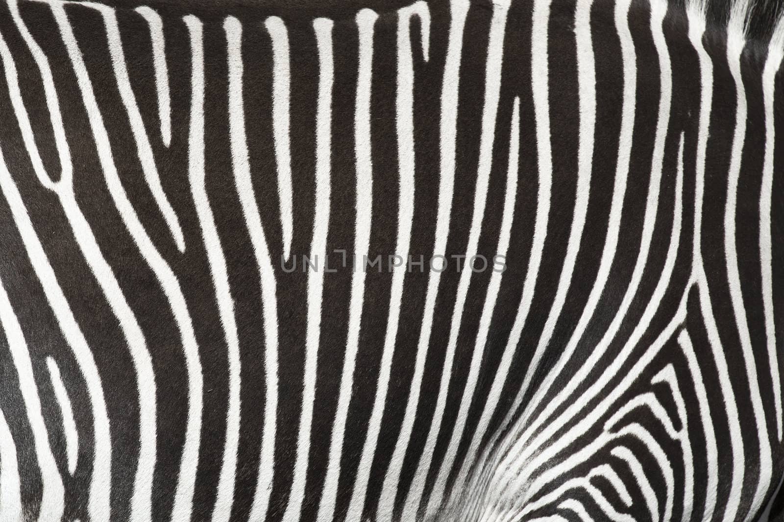 Natural texture of the skin of an African zebra.