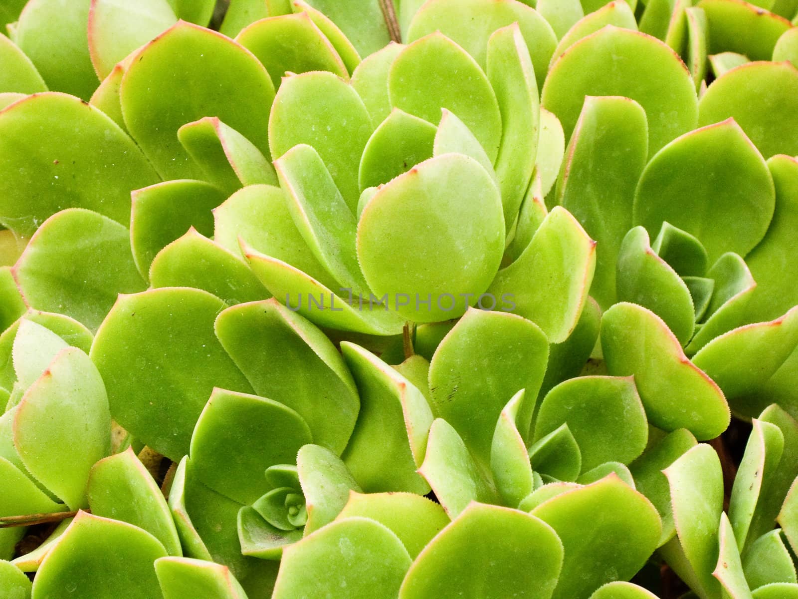 Bright green coastal plants California USA