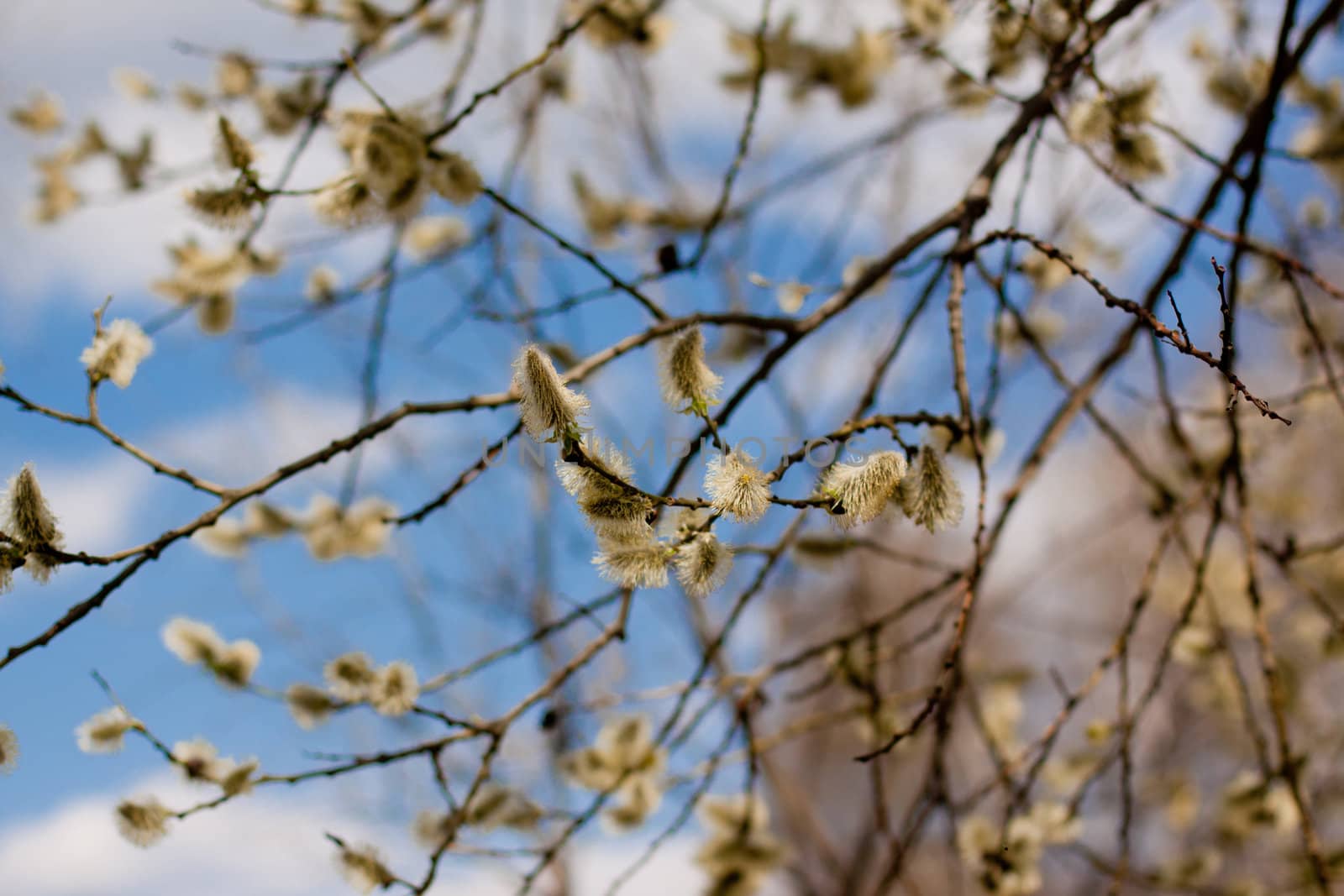 A blooming willow in the spring forest
