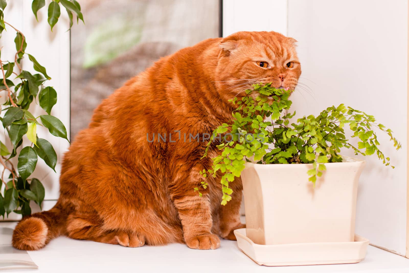 A scottish fold cat sitting on a windowsill and eating of houseplants
