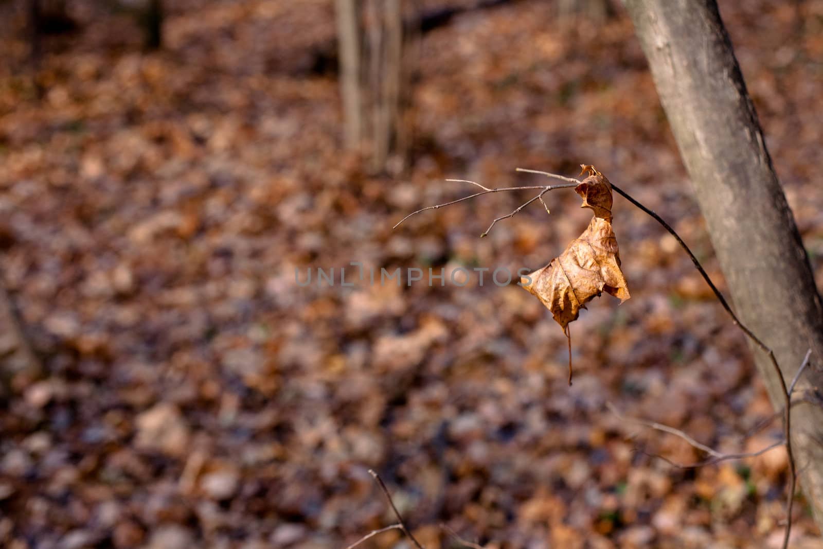 Brown leave and tree trunk in sunny autumn day
