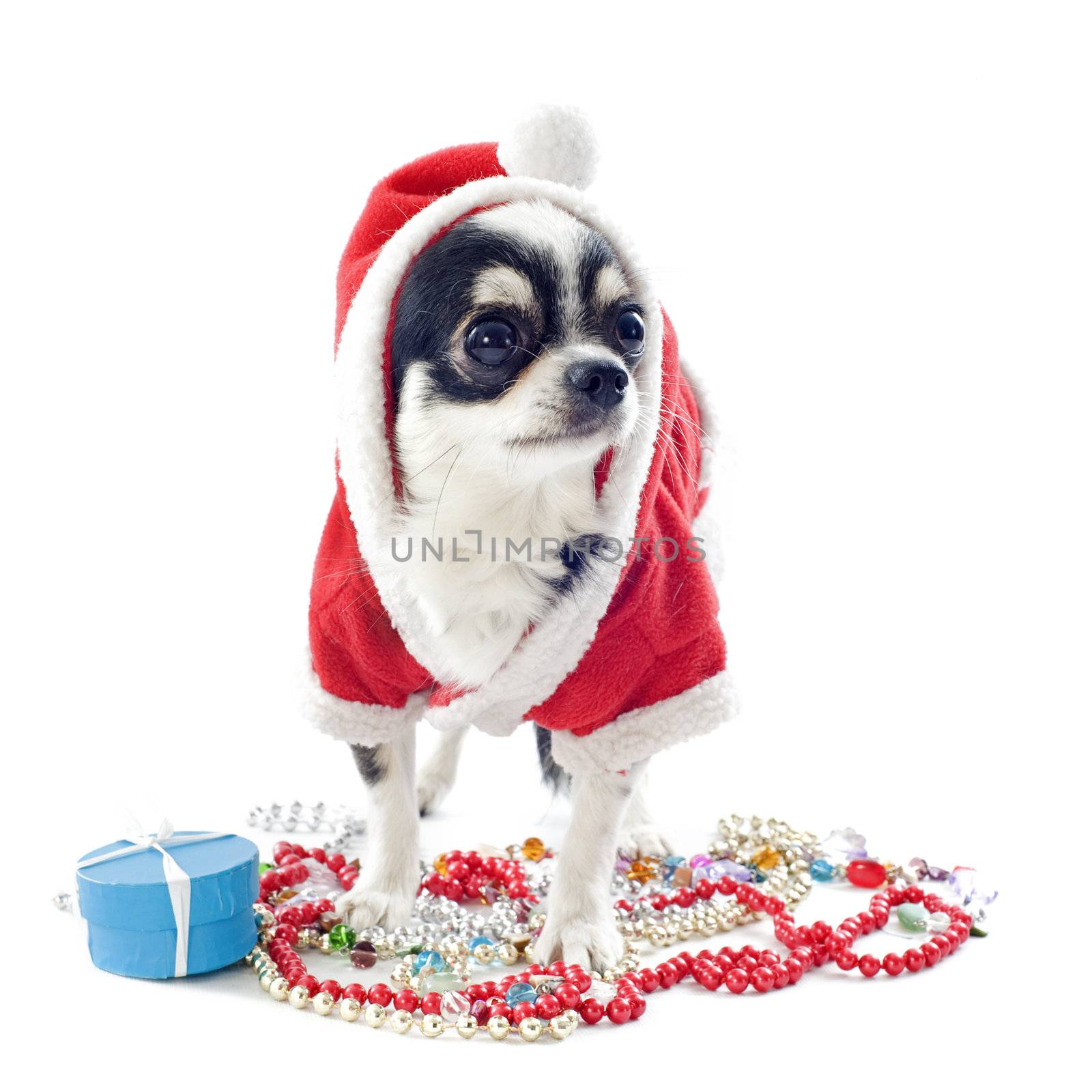 portrait of a dressed chihuahua with jewelry in Christmas in front of white background