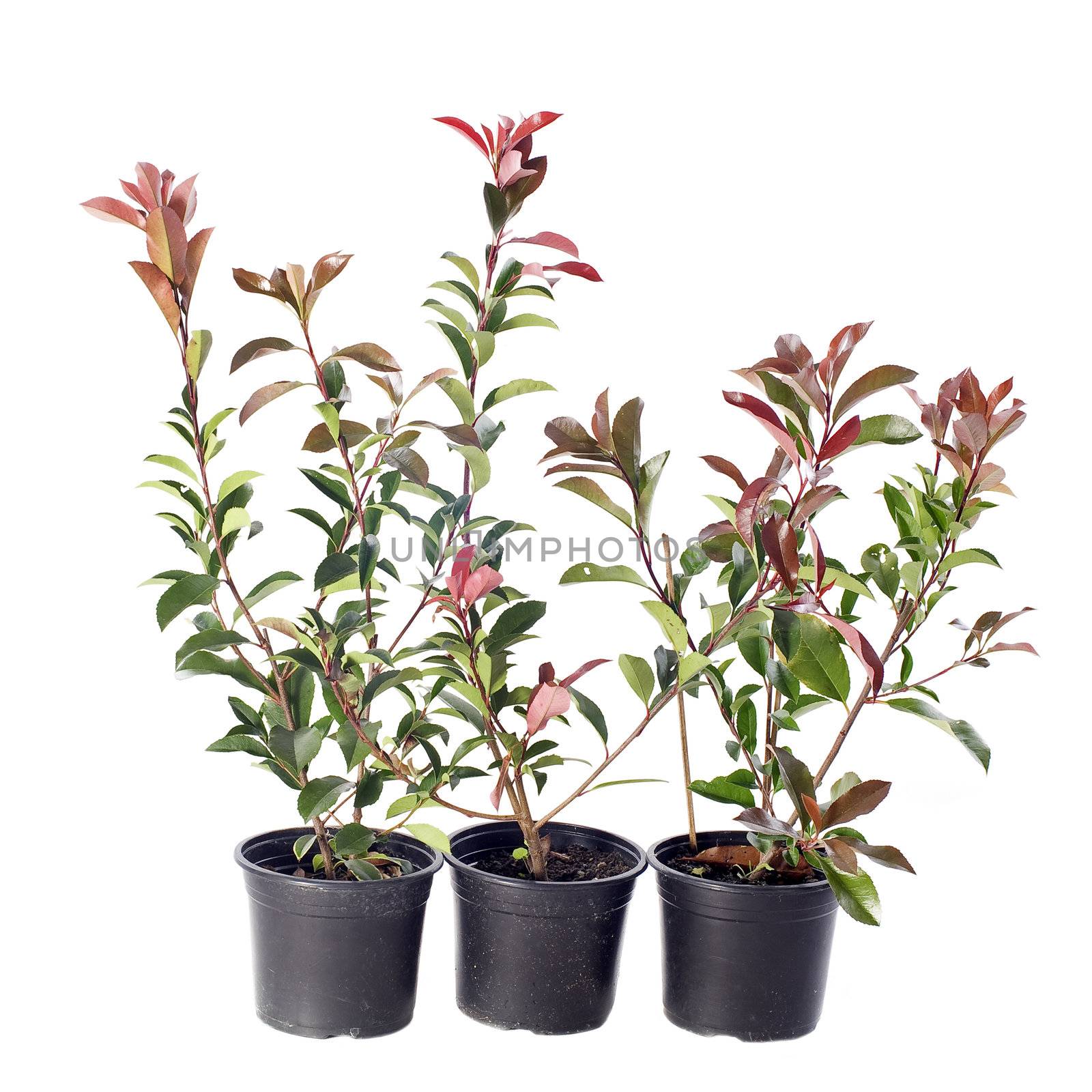 japanese photinia in pot in front of white background