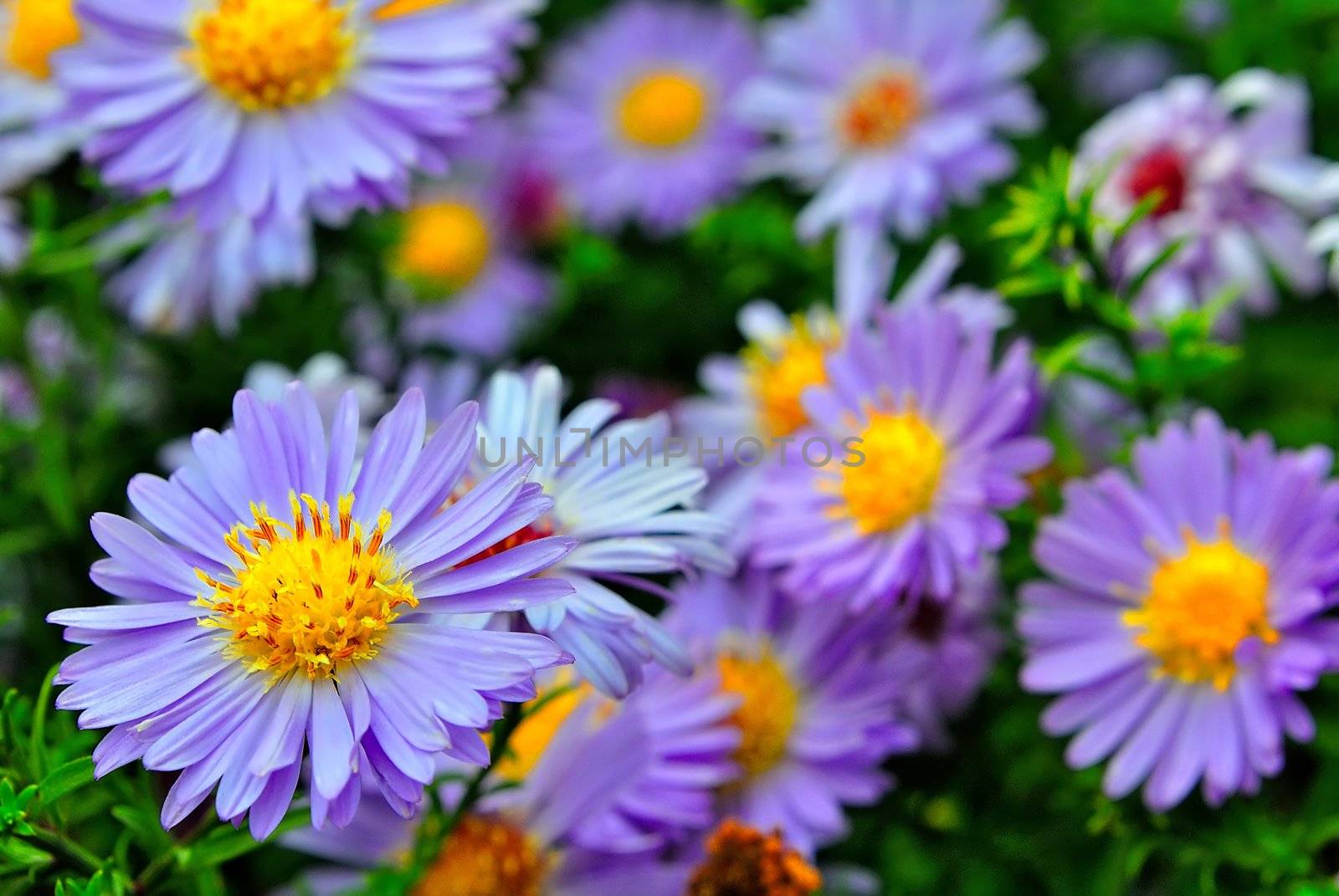 Purple flowers by azjoma