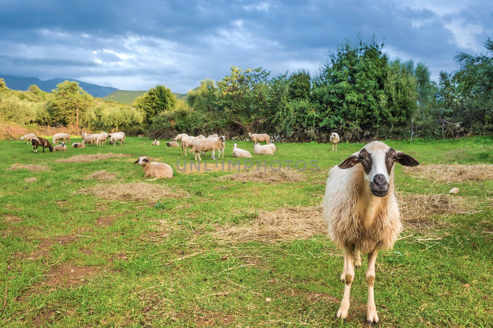 Sheep in pasture. One sheep looking at camera