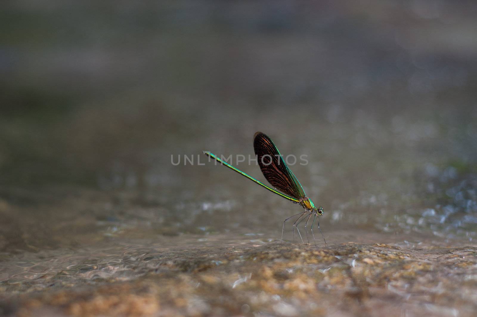 dragonfly in nature standing on rock at waterfall in thailand