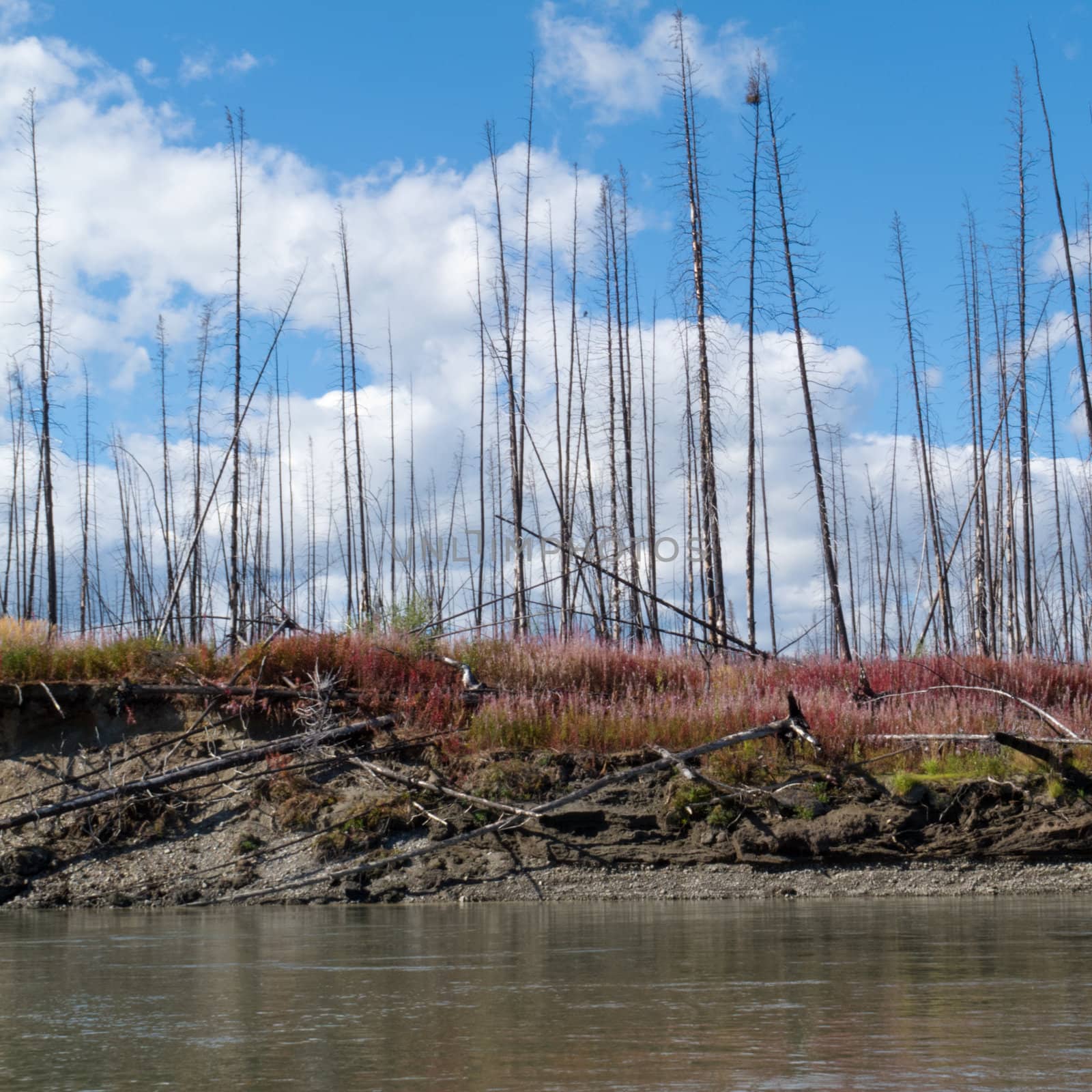 Burned boreal forest at river shore in central Yukon territory, Canada, slowly recovering with growth of fireweed