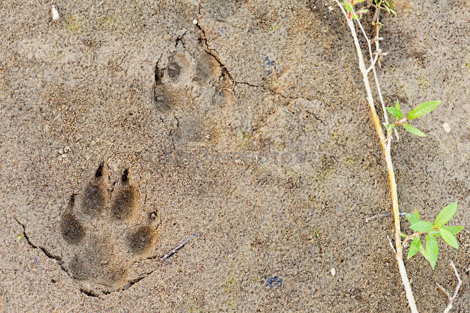 Wolf, Canis lupus, paw foot prints track in soft mud and green willow leaves