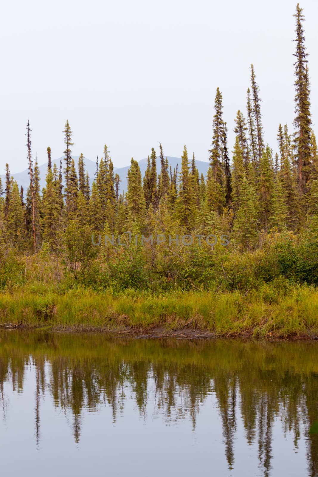 Boreal forest taiga at river bank of McQuesten River, central Yukon Territory, Canada, near town of Mayo forming a beautiful northern riverscape.