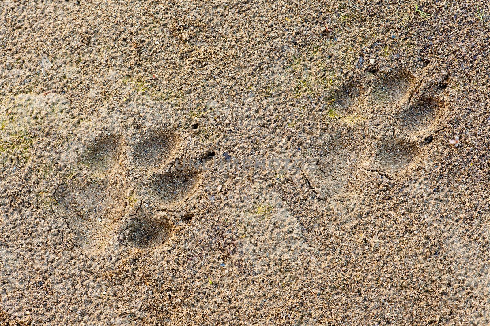 Wolf, Canis lupus, paw foot prints track in soft mud