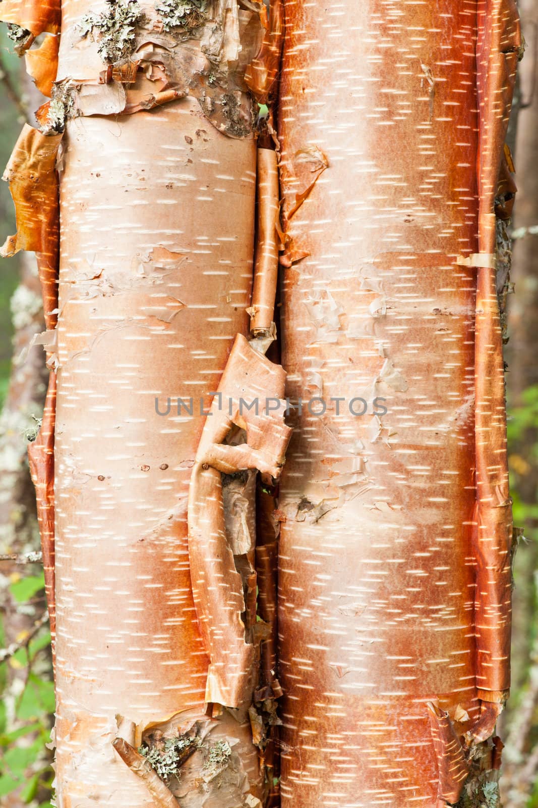Alaska paper birch, Betula neoalaskana, bark on tree trunk background texture pattern