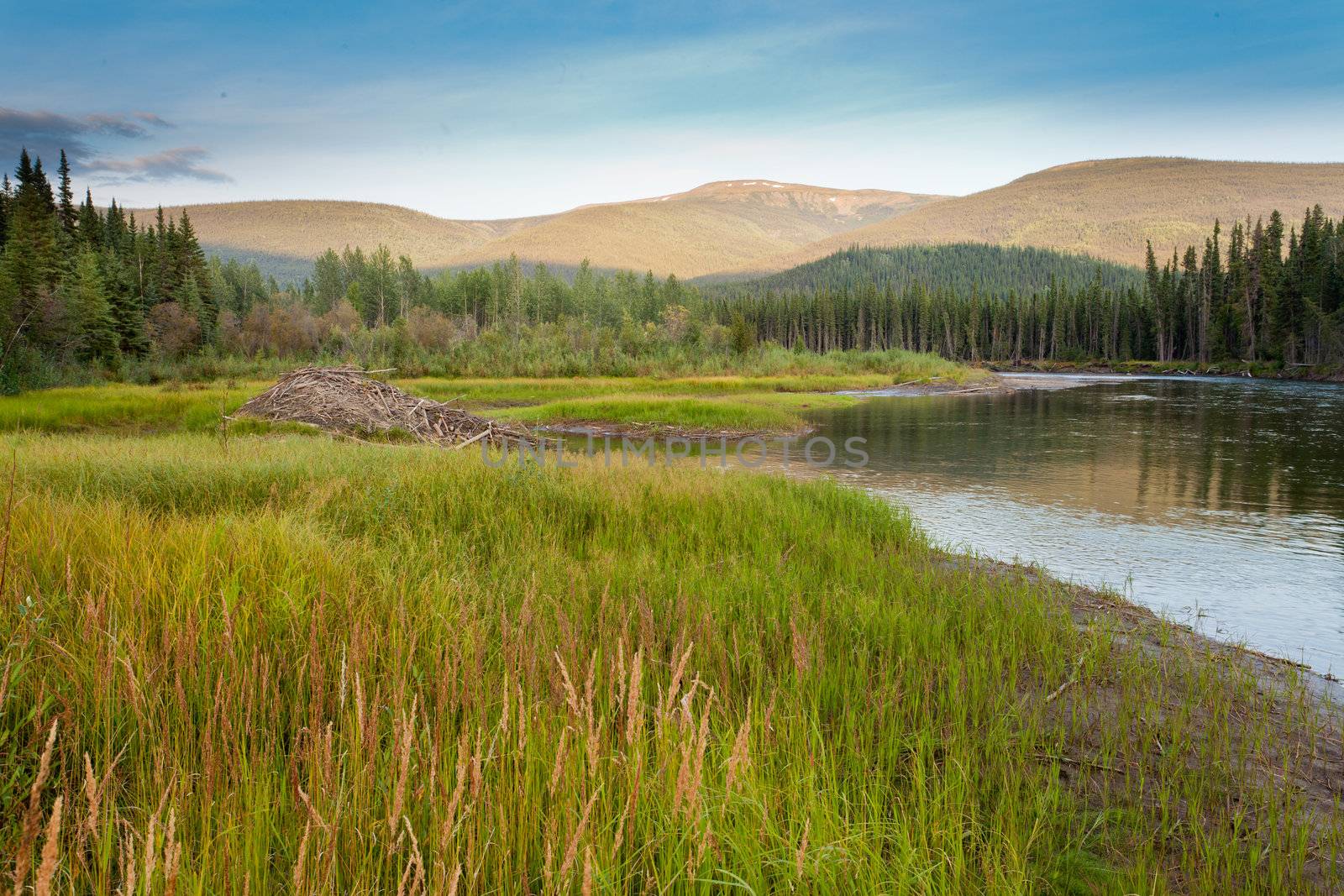 Beaver, Castor canadensis, lodge home in boreal forest, taiga, wetlands of central Yukon territory made from lots of sticks and mud