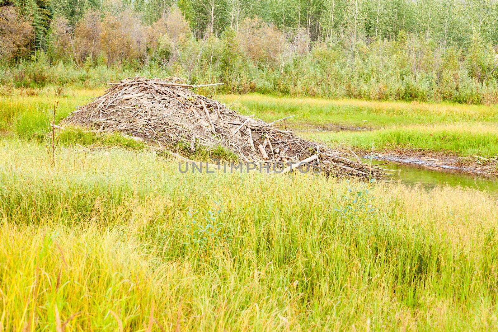 Beaver, Castor canadensis, lodge home in boreal forest, taiga, wetlands of central Yukon territory made from lots of sticks and mud