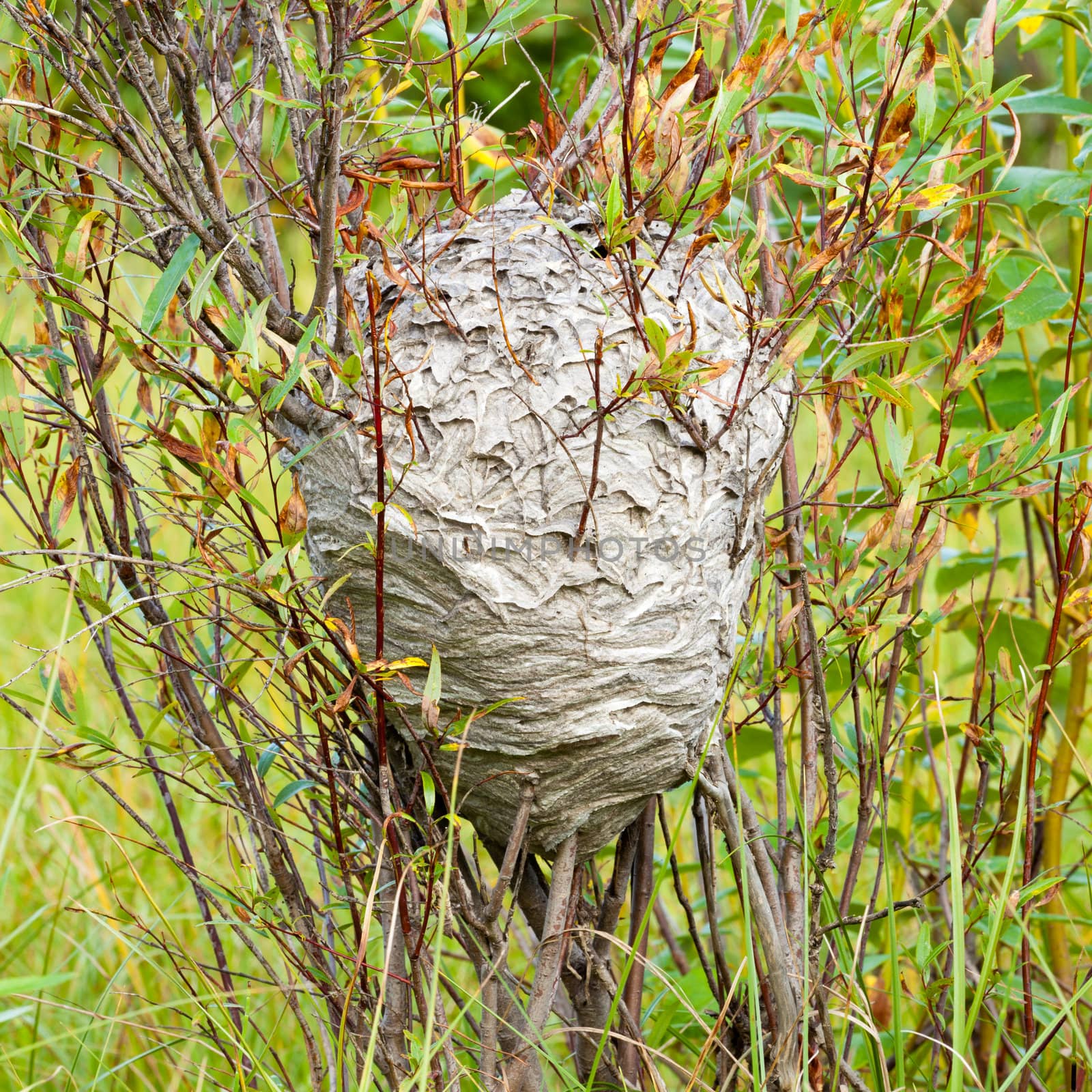 Huge grey papery social wasp's nest built in and attached to willow bush