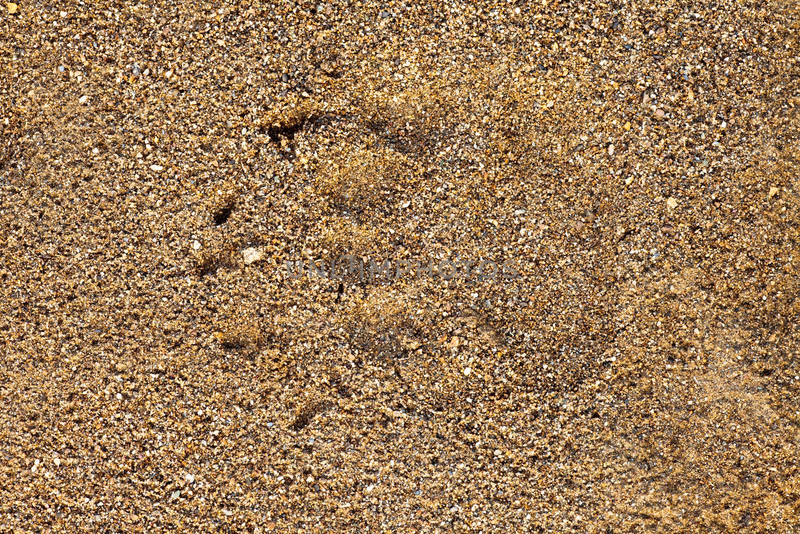 Black bear, Ursus americanus, paw foot print track in soft wet sand