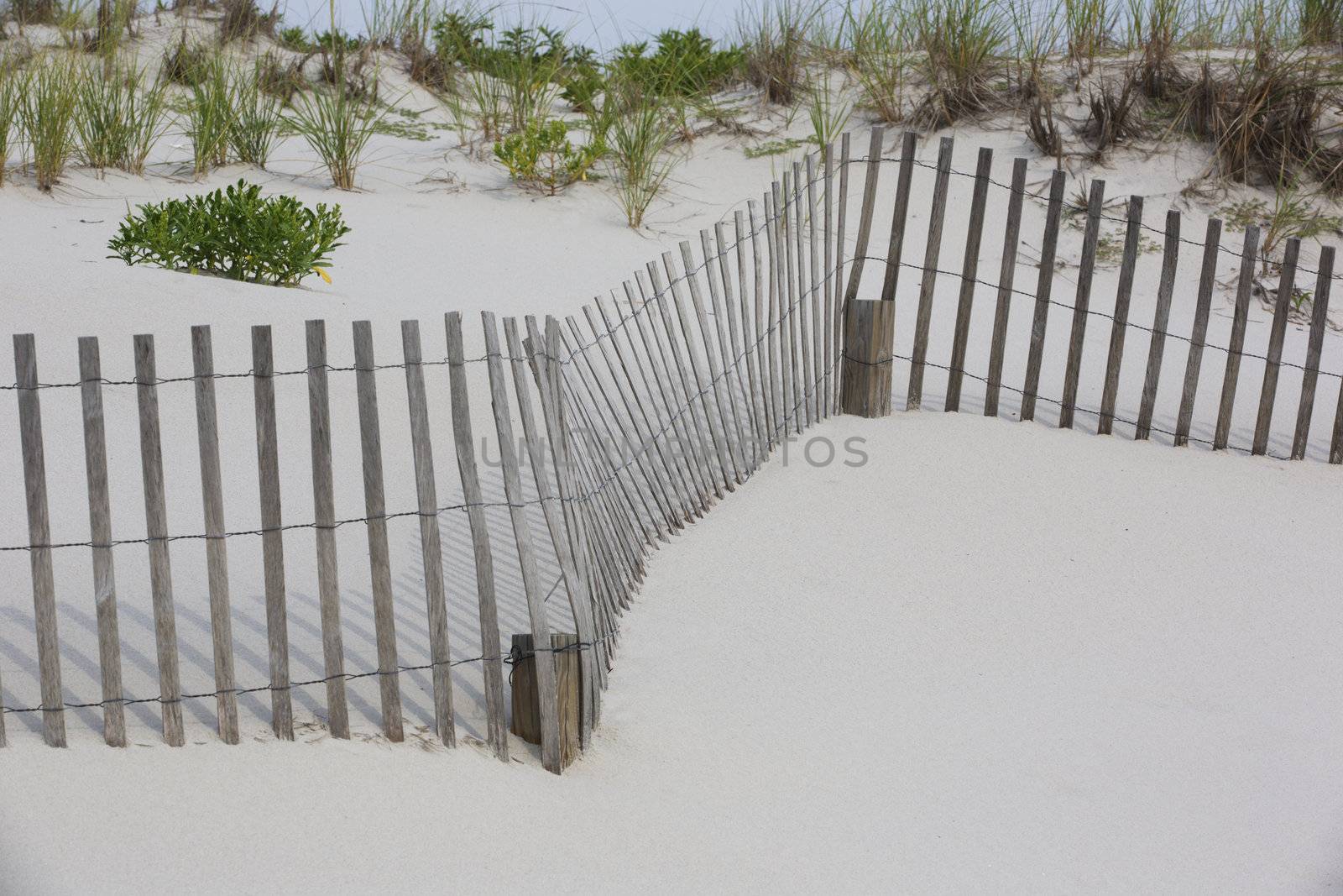 Bending and winding snow fencing on white sand with several accents of beach plants and shadows.  Location is New Jersey Shore, on the sand dunes of Island Beach State Park, a coast attraction for tourists and local families with trails, swimming, birding, fishing, and hiking. Landscape with copy space in lower right; 