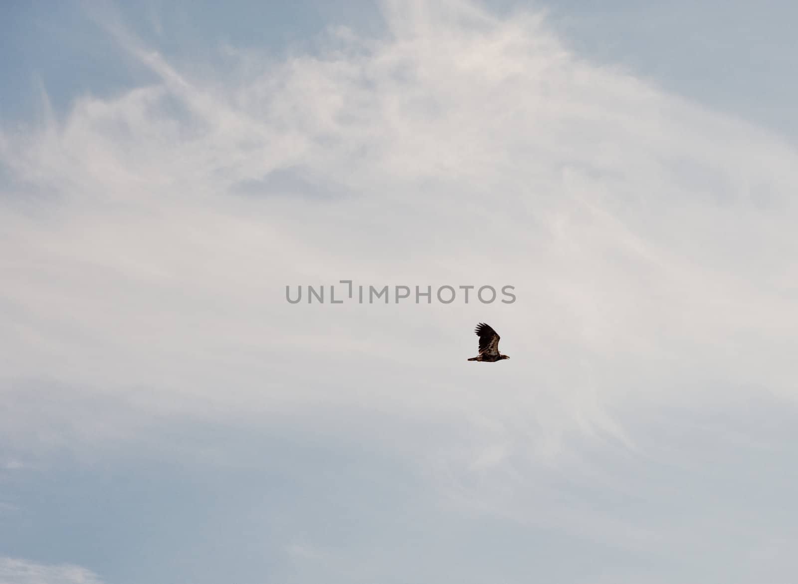 Eagle flying through the sky