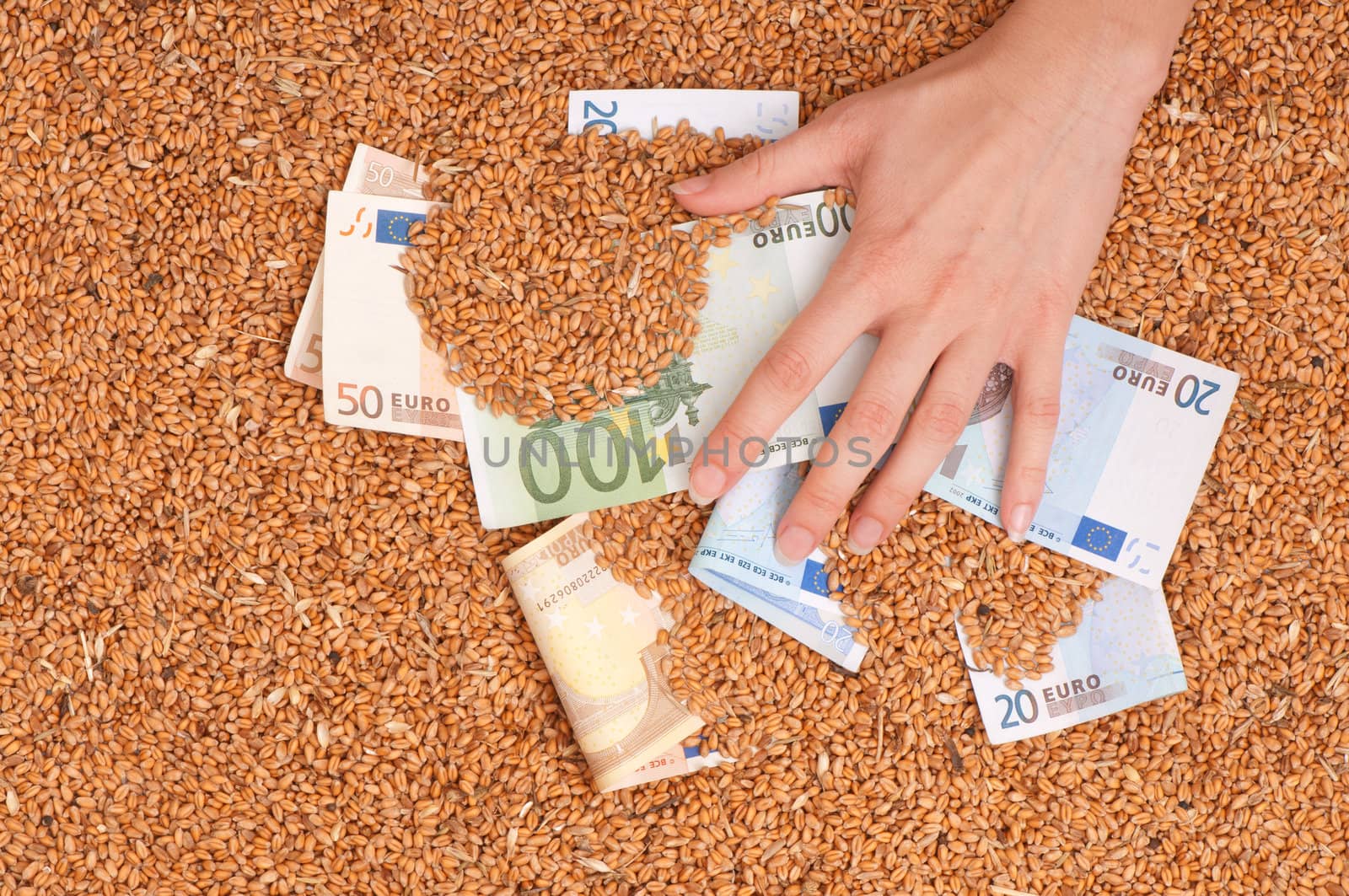 Monetary crop as a symbol of success of sale of a new crop of wheat