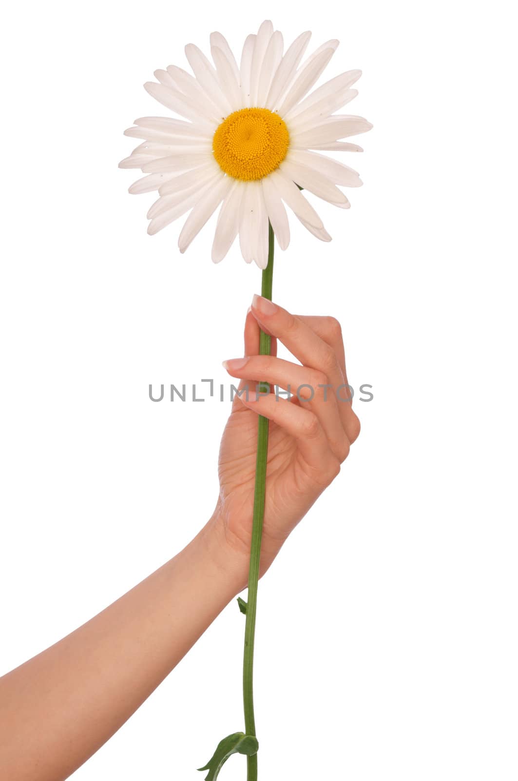 woman holding white camomile in the hand