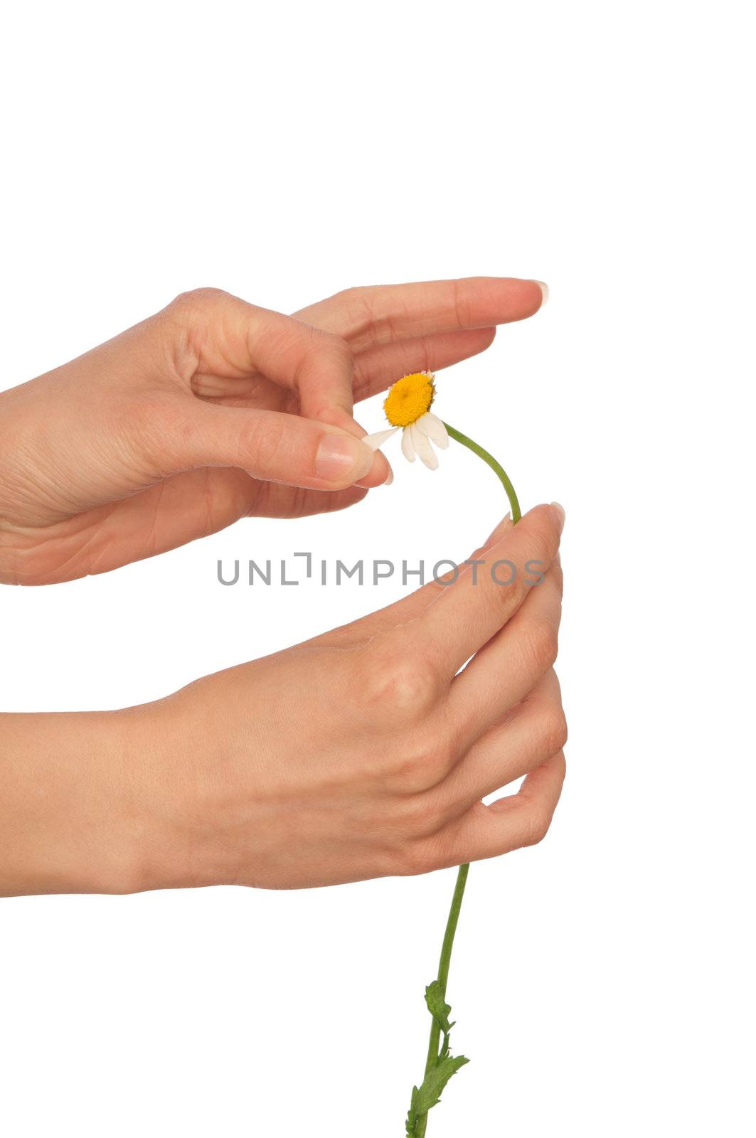 the girl help wondering about love on the petals of flower's daisy