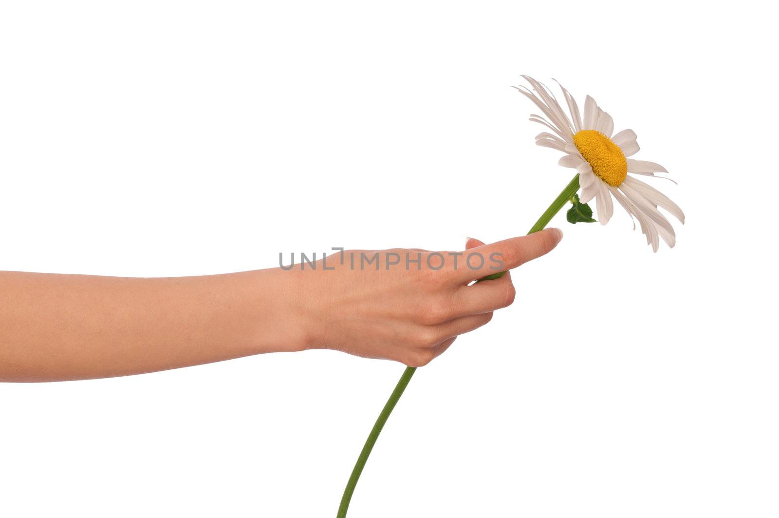 woman holding big white daisy in the hand