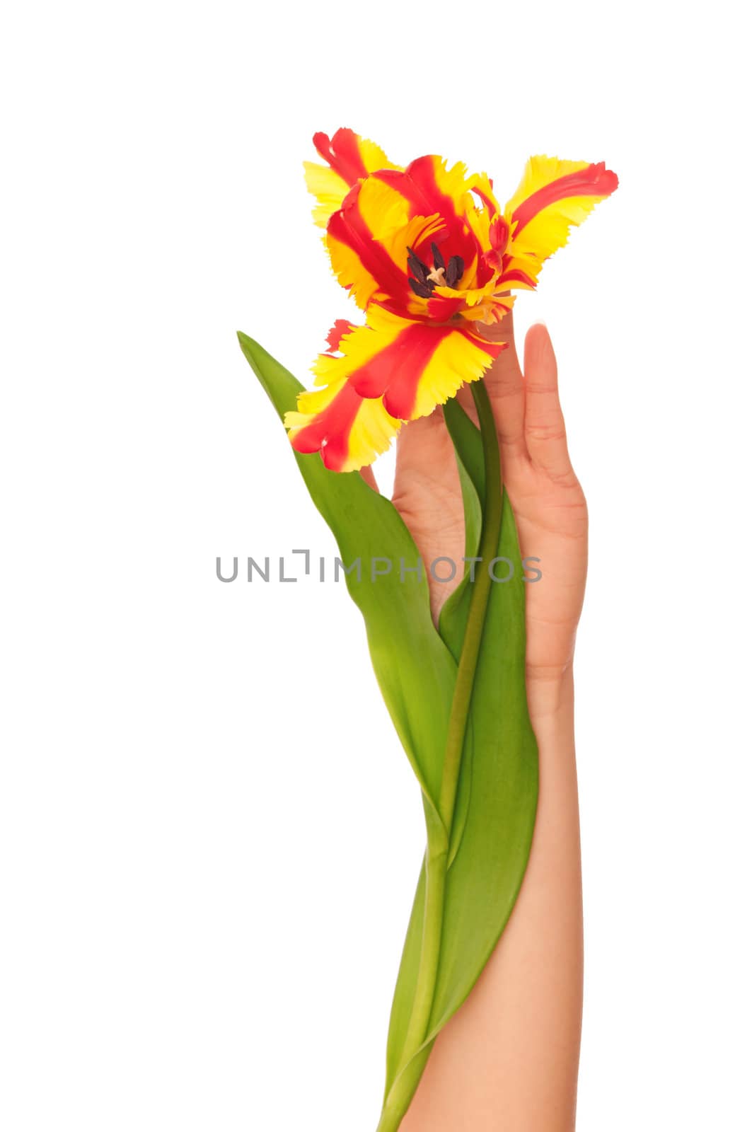 colored tulip by merzavka