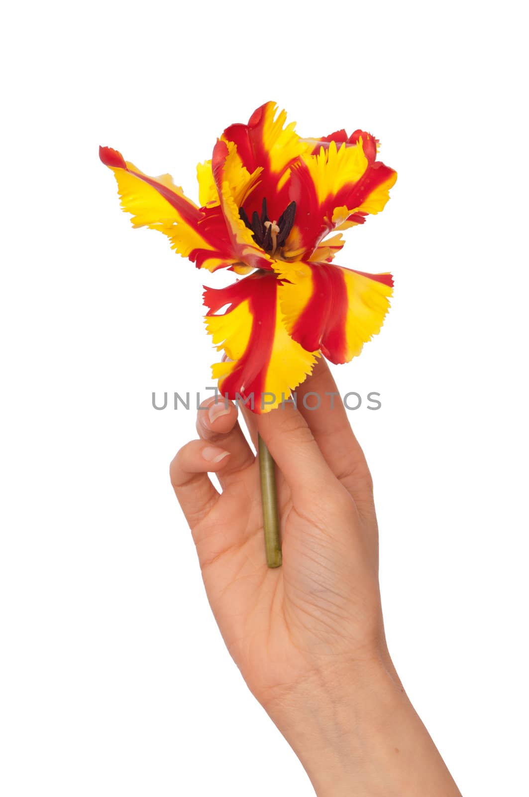 woman holding colored tulip in the hand