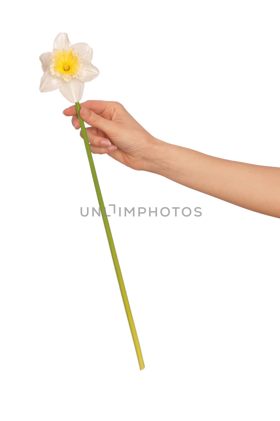 woman holding white narcissus in the hand