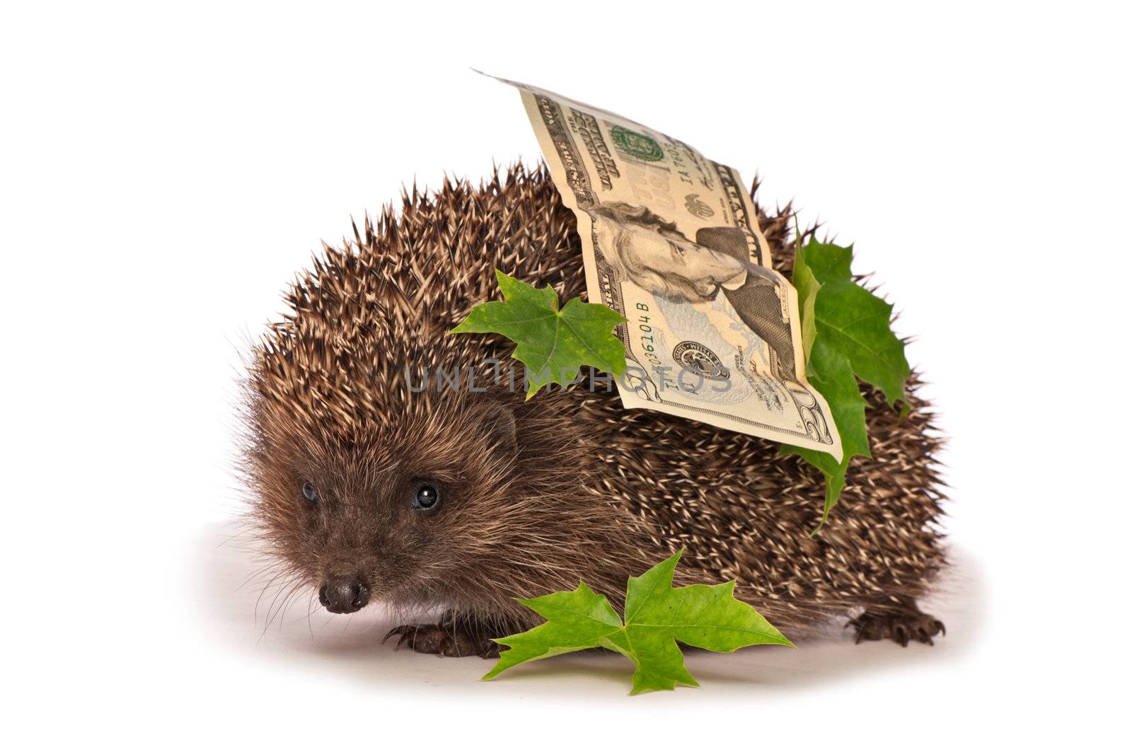 The hedgehog in motion hastens home from the bank carrying percent hundred dollars profit