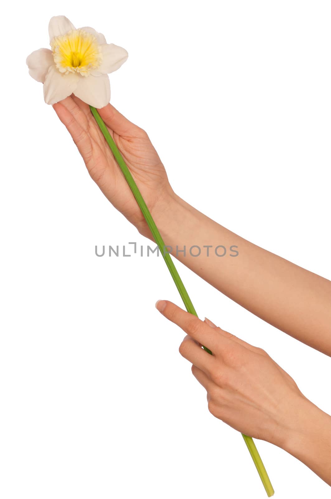 woman holding white narcissus in the hand