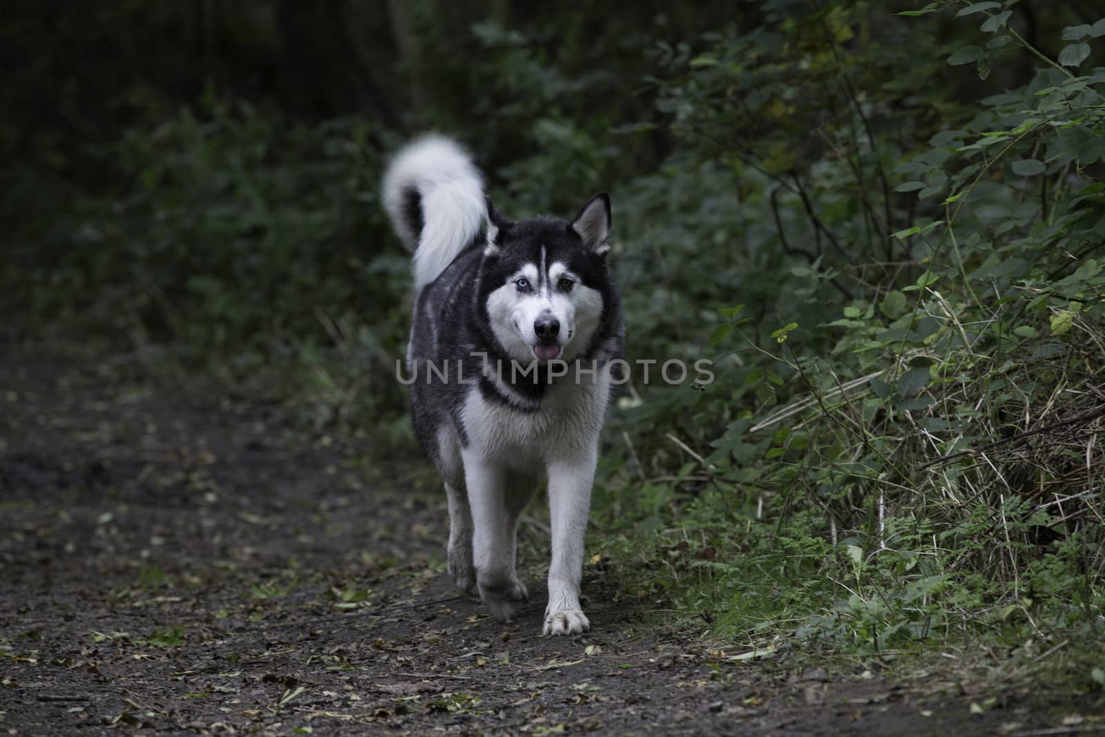 Alert beautiful adult Siberian husky walking towards the camera in green countryside with copyspace