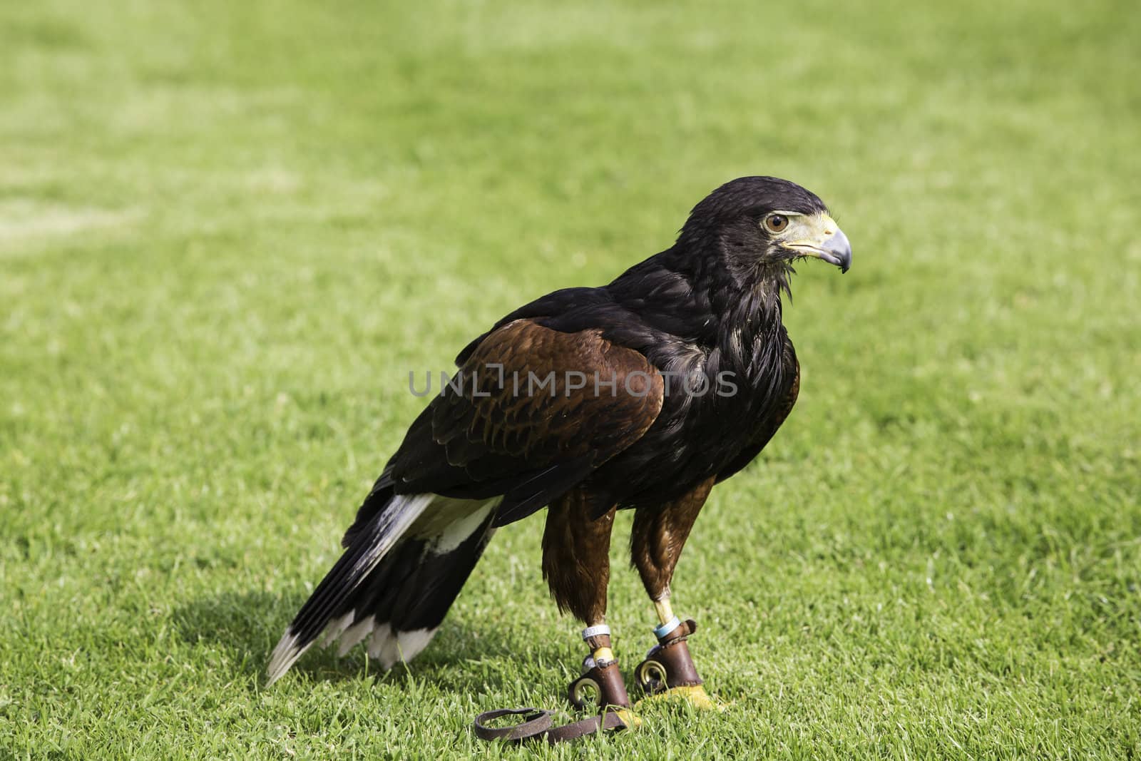 Bird of prey in jesses by jrock635