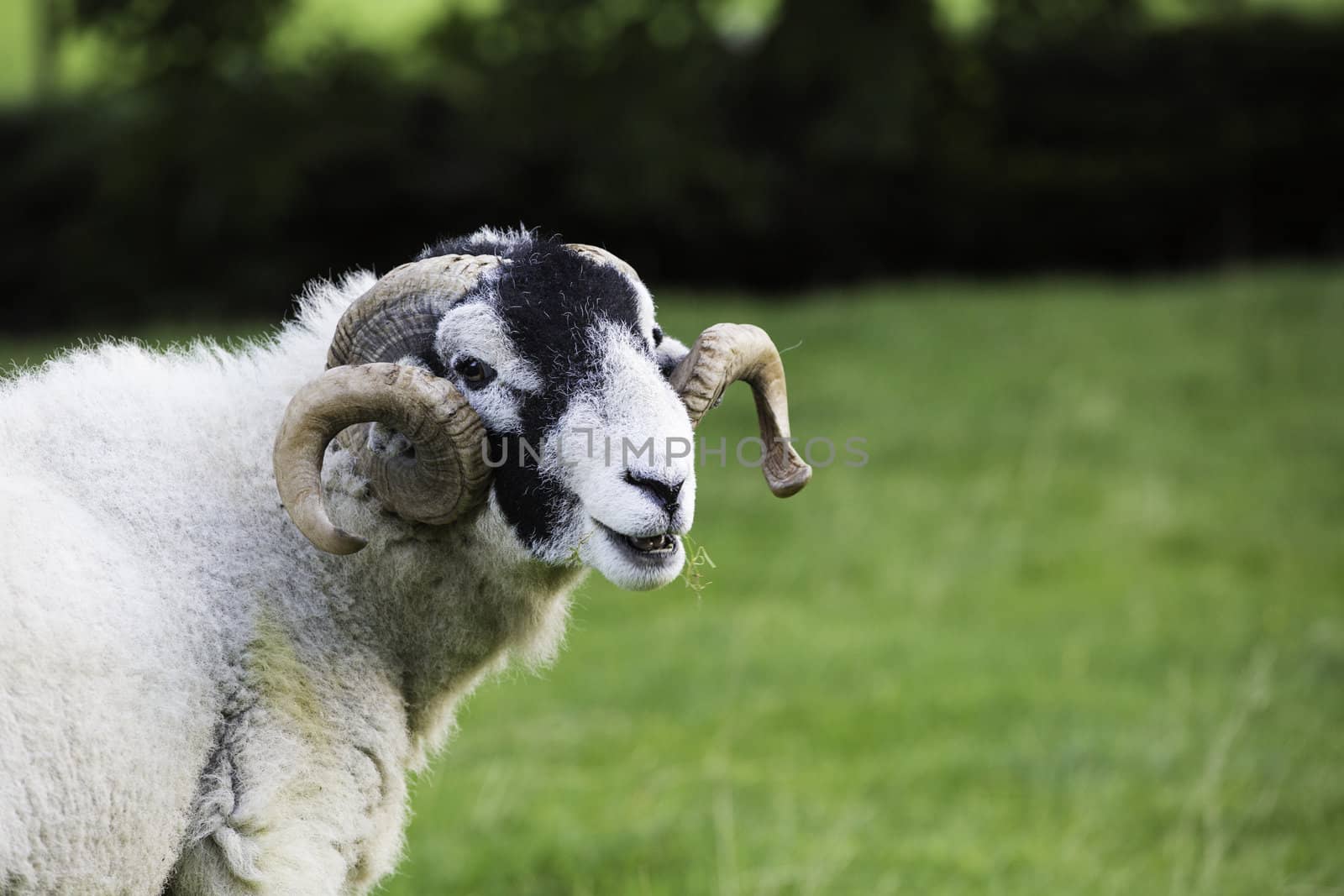 Herdwick ram with curled horns by jrock635