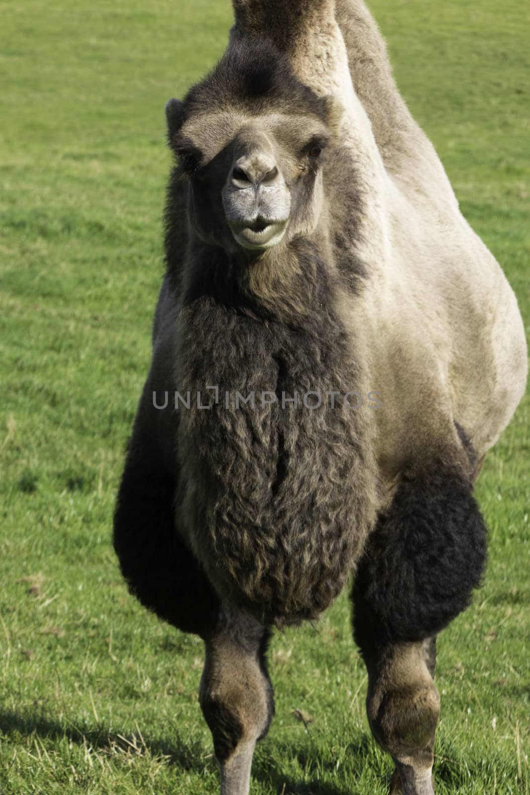 Inquisitive bactrian camel standing looking at the camera in a green pasture