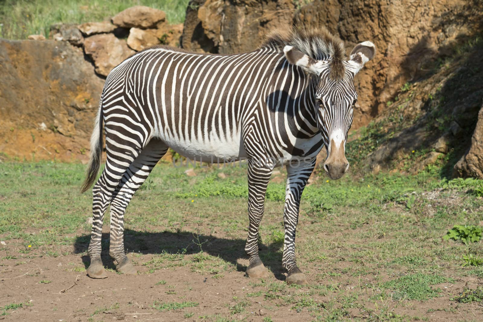 A beautiful African zebra in his natural environment