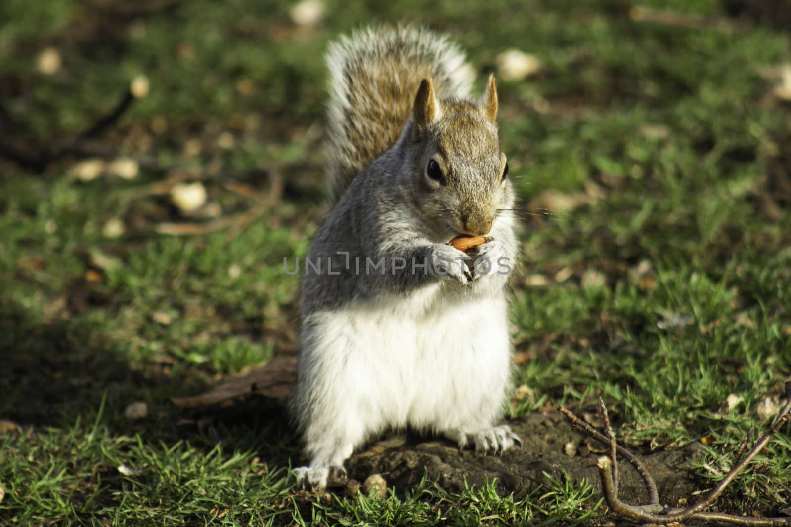 Closeup frontal view of an adult squirrel foraging for nuts sitting upright with one in its paws