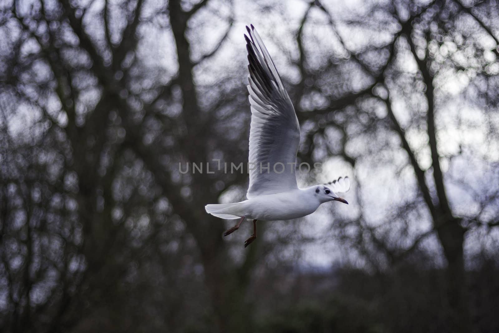 Closeup view of a seagull in flight by jrock635