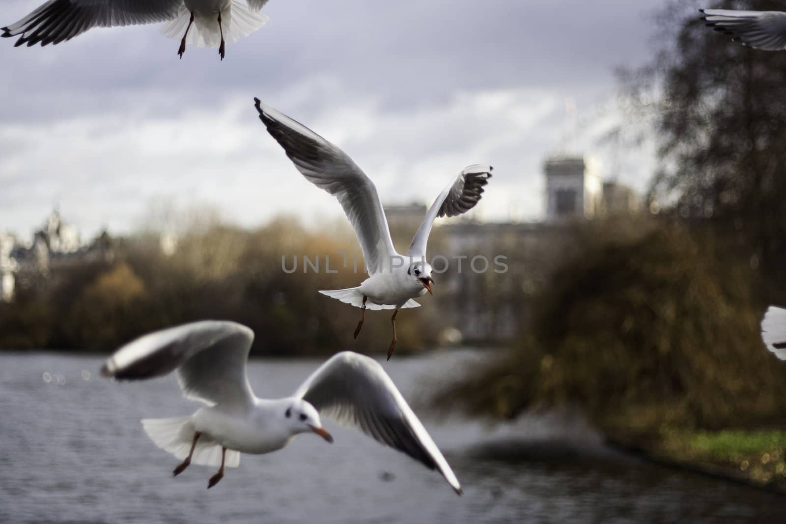 Closeup view of a flock of seagulls in flight midair with their wings outspread