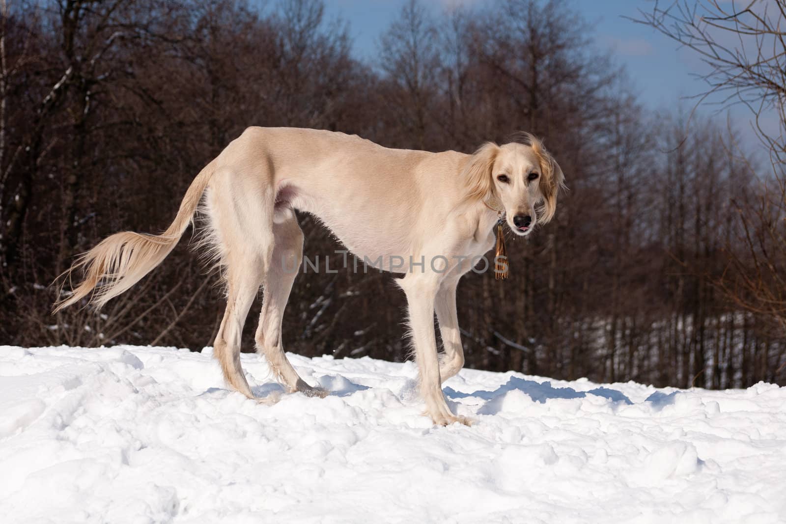A standing white saluki on snow
