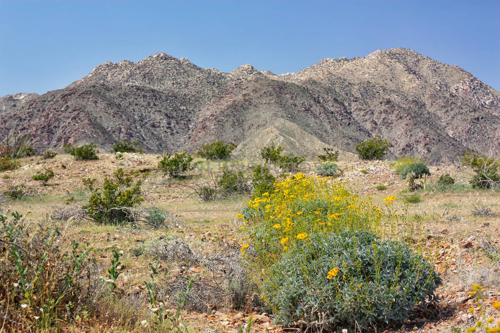 The Desert Blooms in Hellhole Canyon at Anza-Borrego Desert