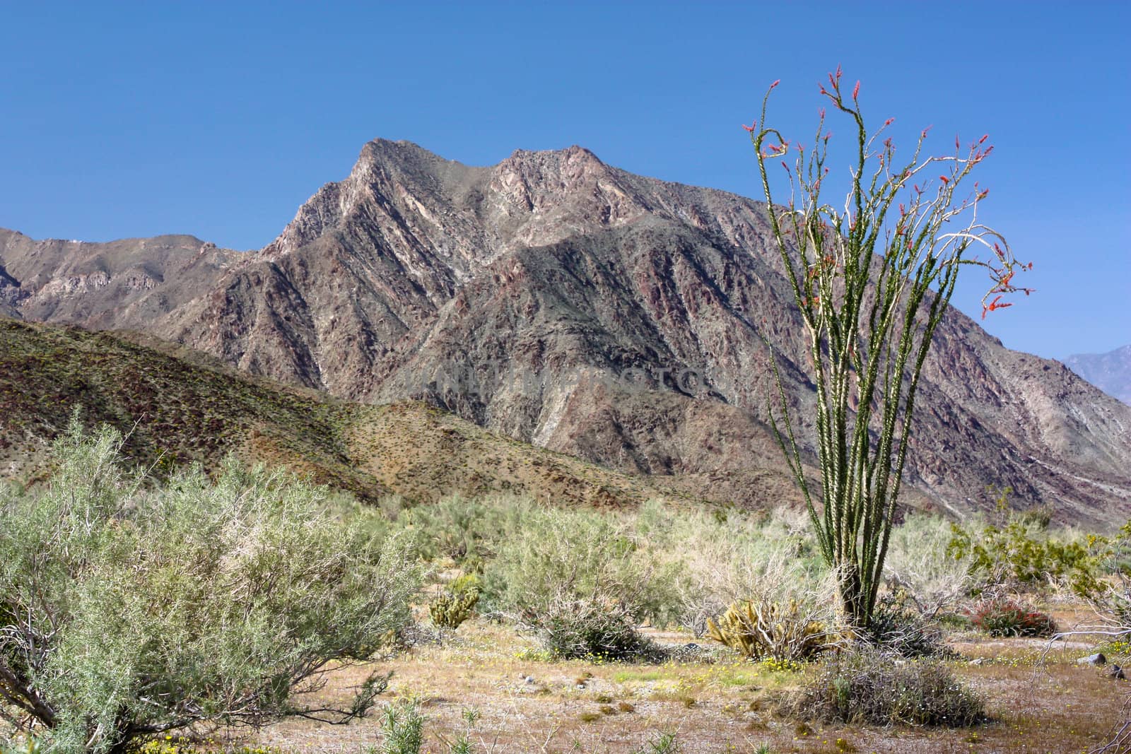 Ocotillo Plant Blooms at Hellhole Canyon at Anza-Borrego Desert