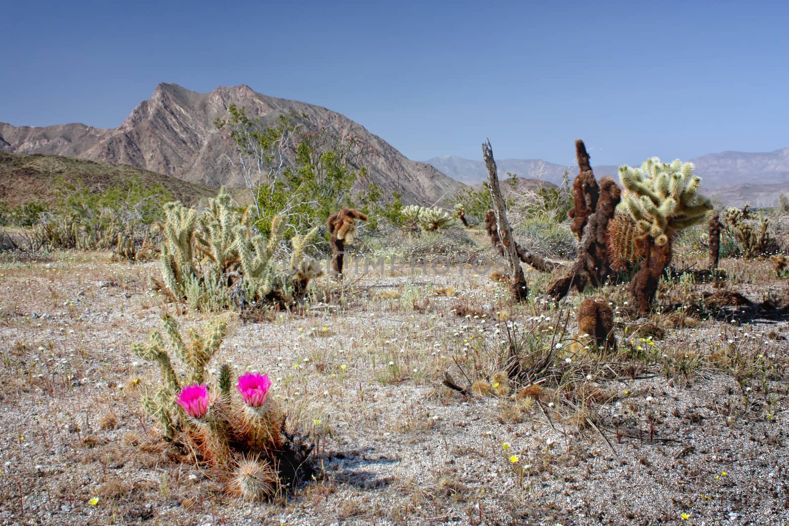 Blooming Cactus in the Desert by wolterk